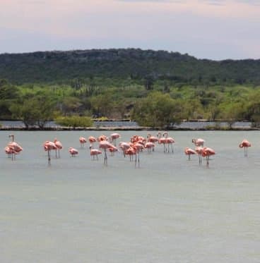 Flamingo's in de zoutpannen van Jan Kok